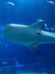 IMG_20150927_015747