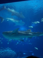 IMG_20150927_015756