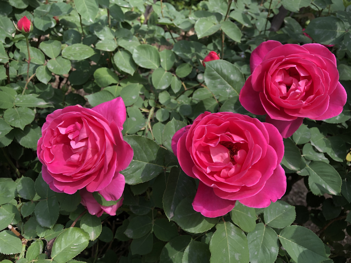 初见月季 - 黑妮梓 - 图虫