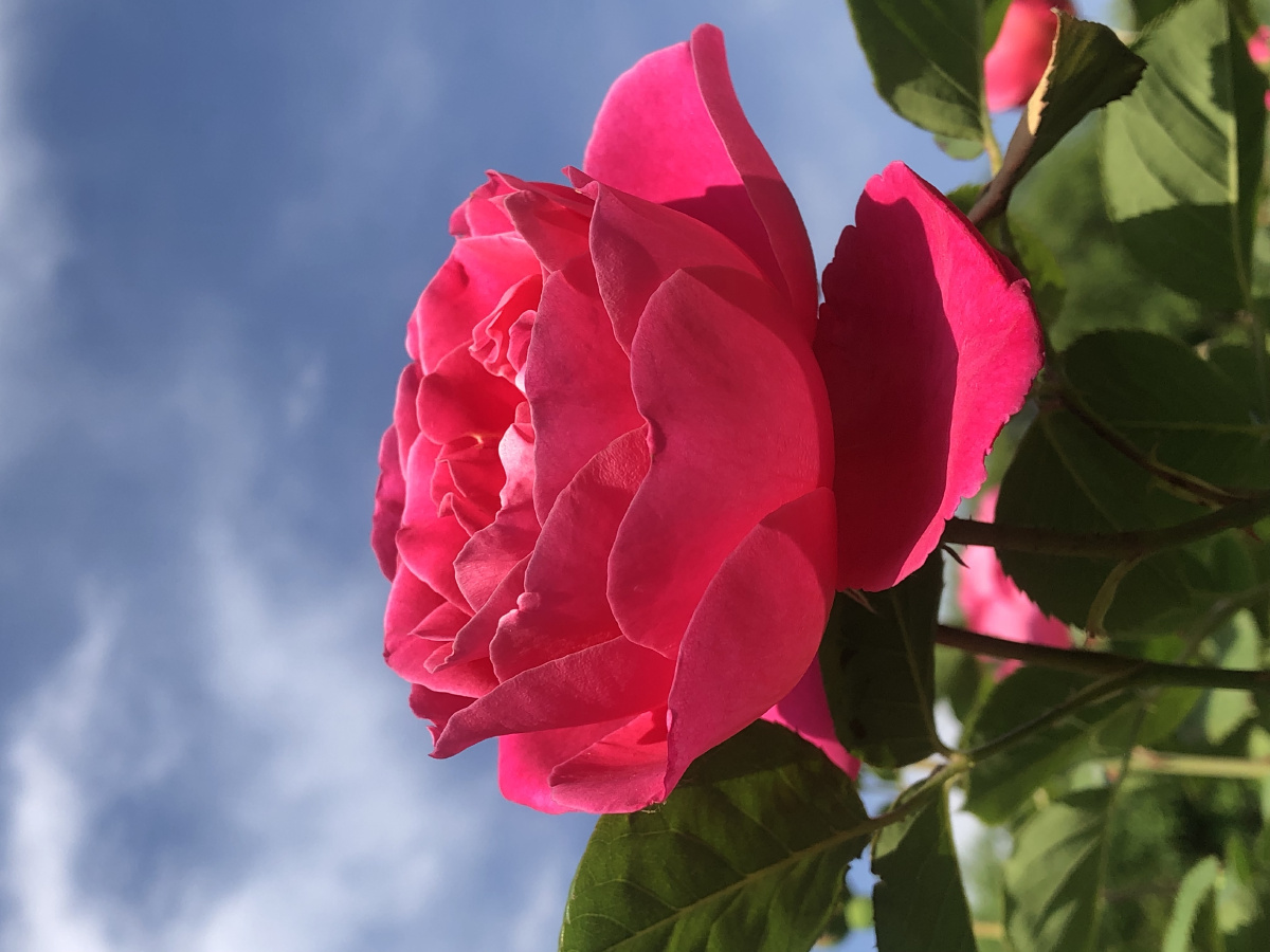 初见月季 - 黑妮梓 - 图虫