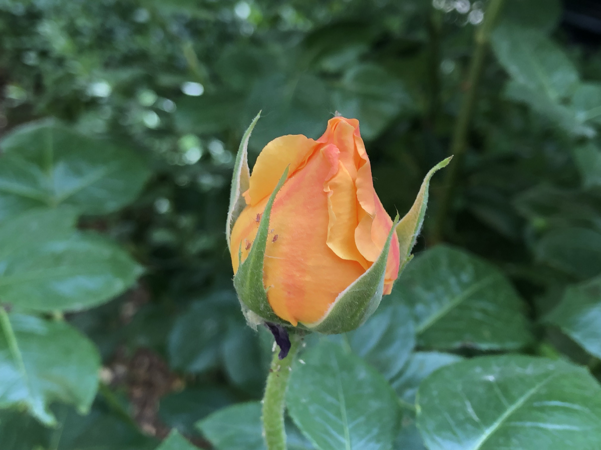 初见月季 - 黑妮梓 - 图虫