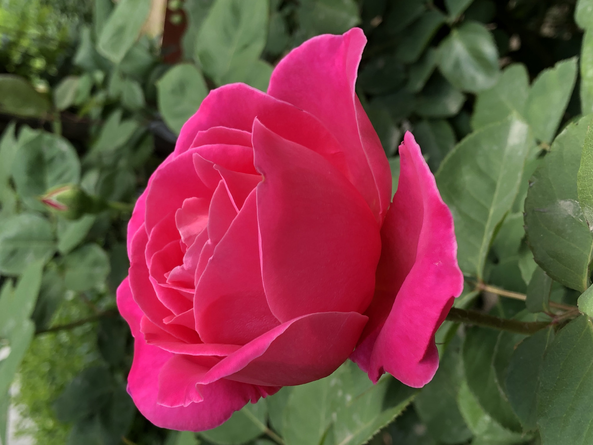 初见月季 - 黑妮梓 - 图虫