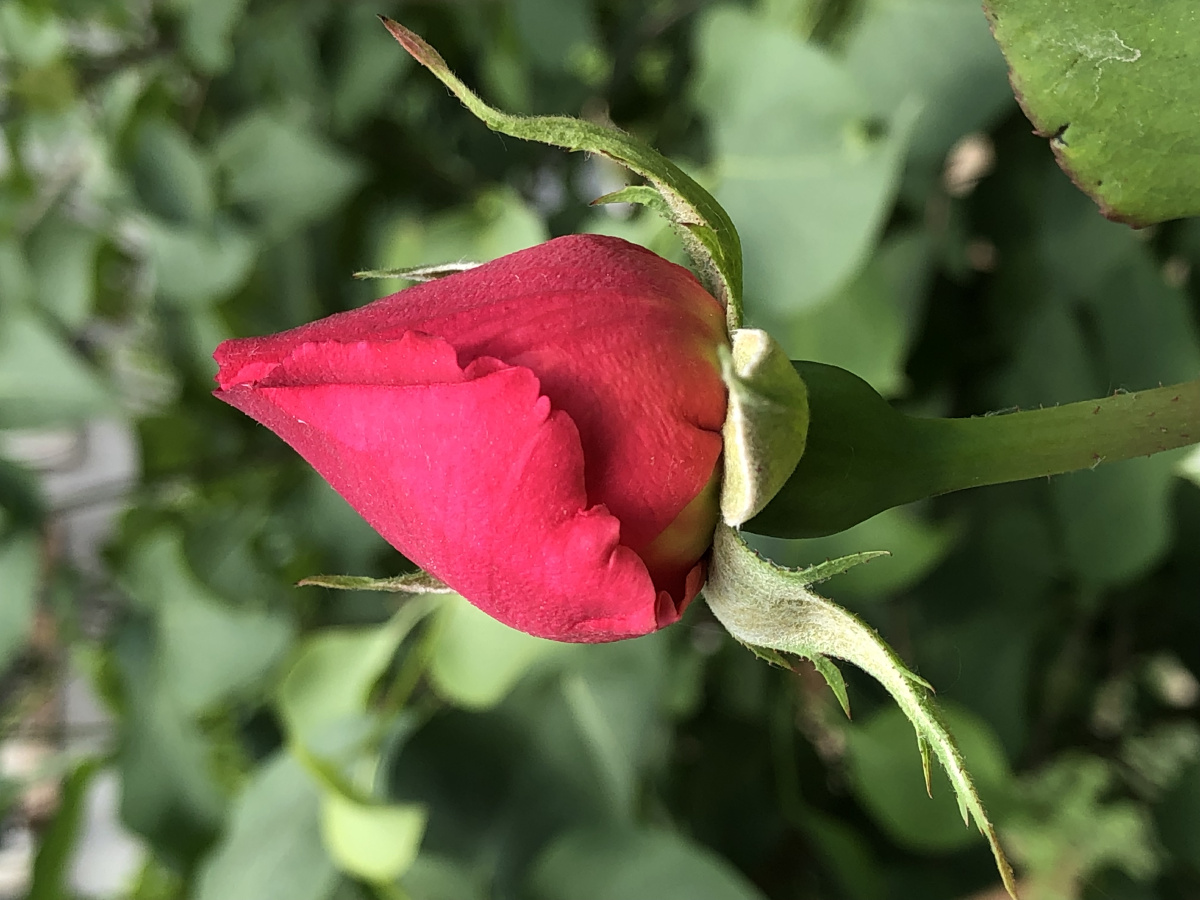 初见月季 - 黑妮梓 - 图虫