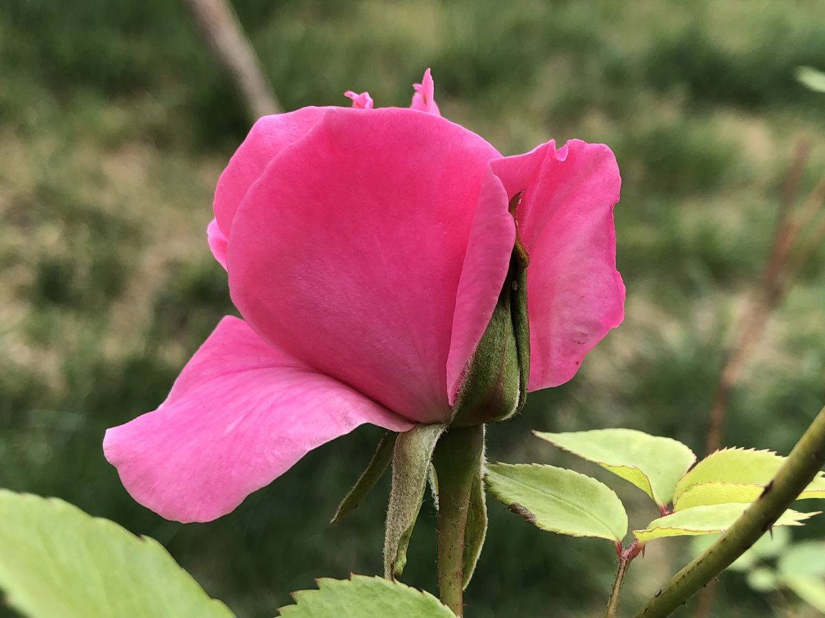 初见月季 - 黑妮梓 - 图虫