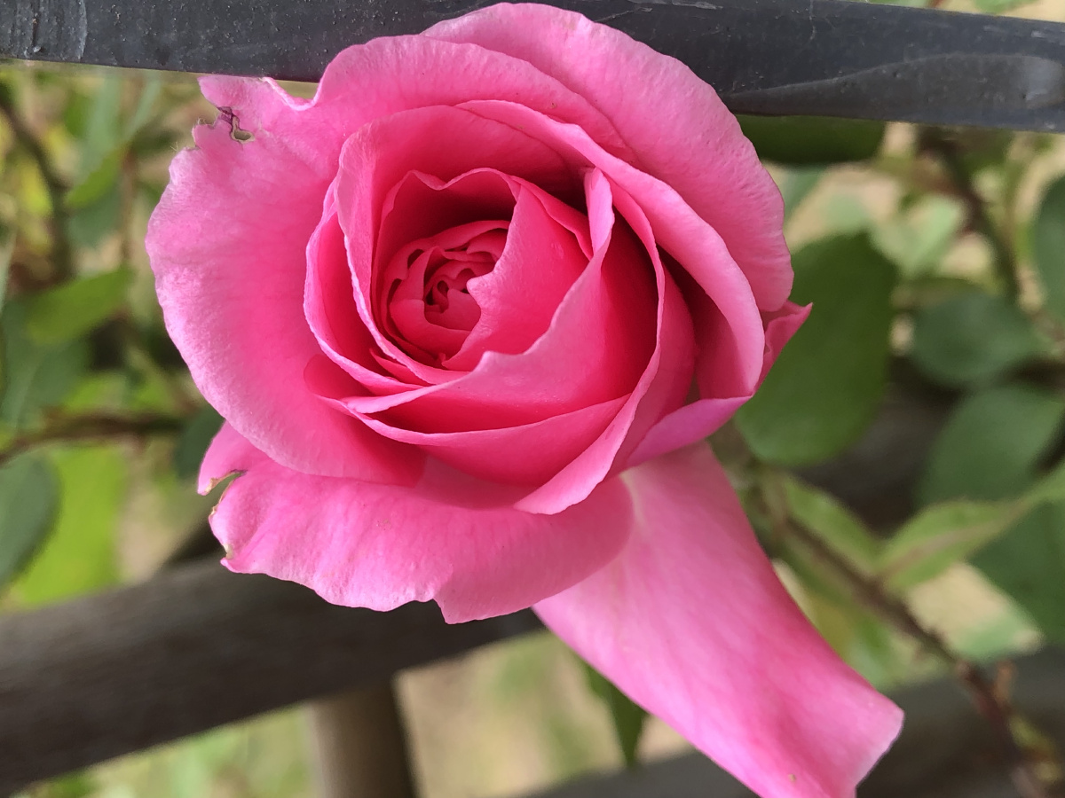 初见月季 - 黑妮梓 - 图虫