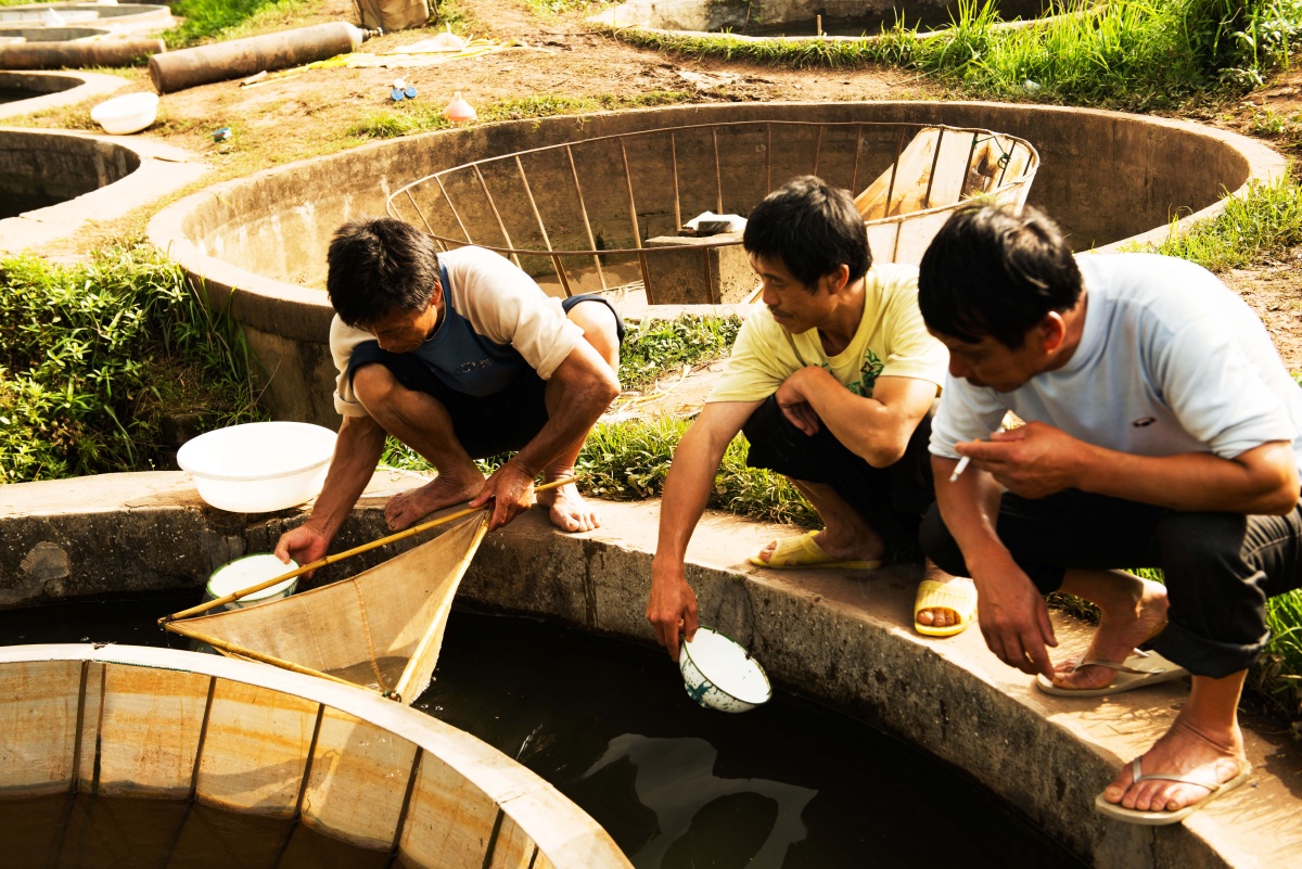 鱼苗出世湖南省祁东县长安村孵鱼场纪实