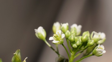 野荠菜开花了