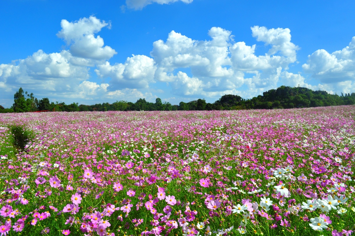 山花烂漫
