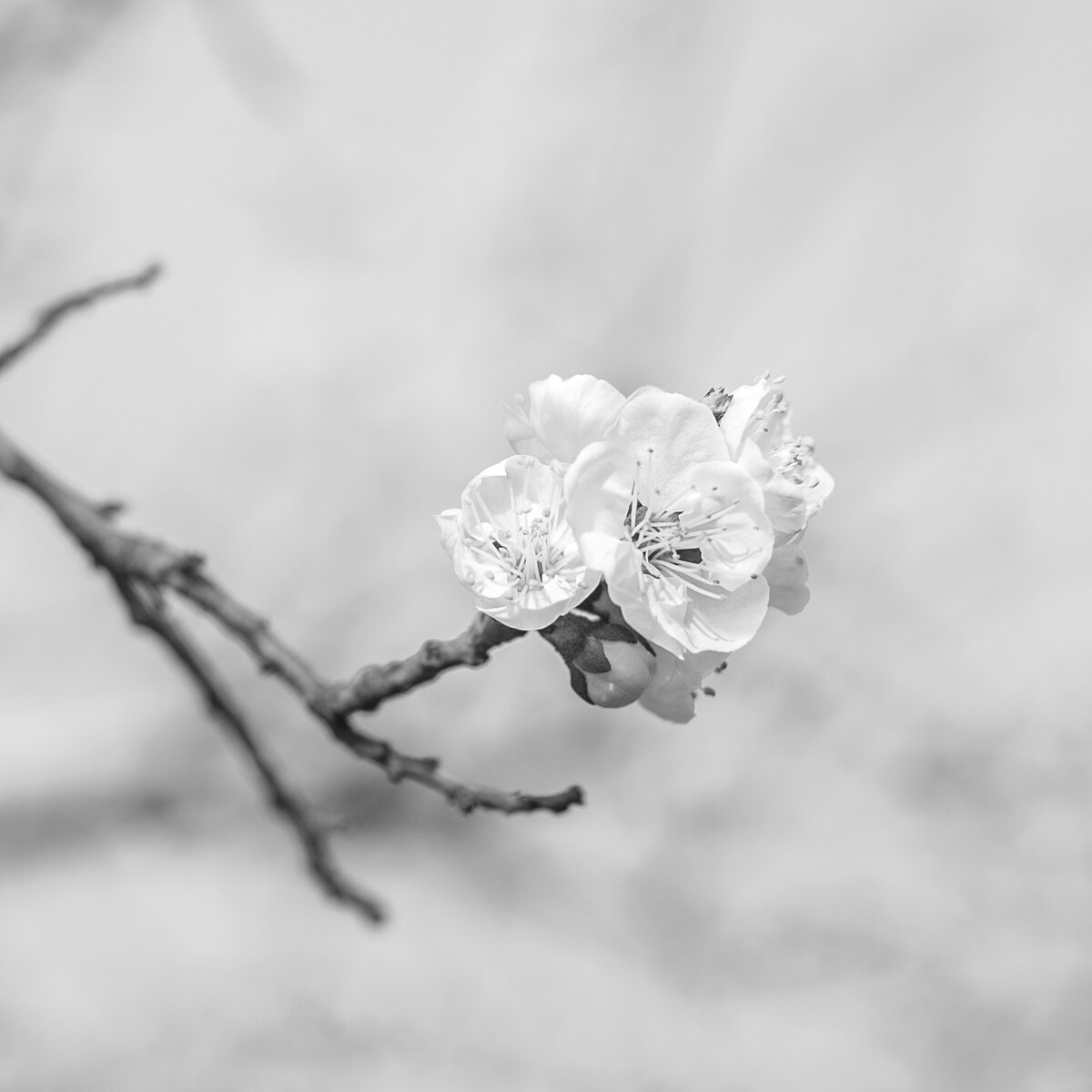 黑白樱花－－（kaysen的情绪摄影馆）