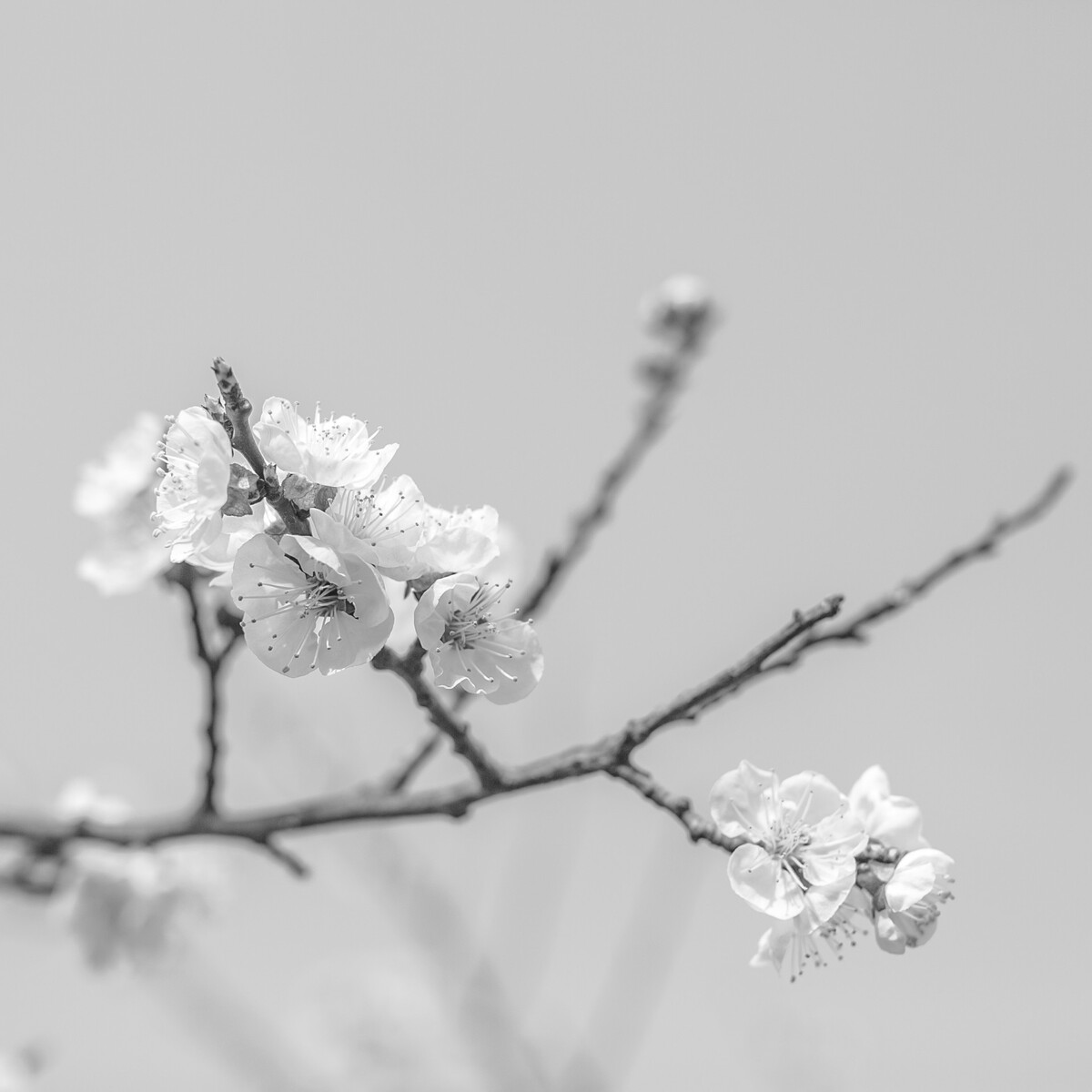 黑白樱花－－（kaysen的情绪摄影馆）