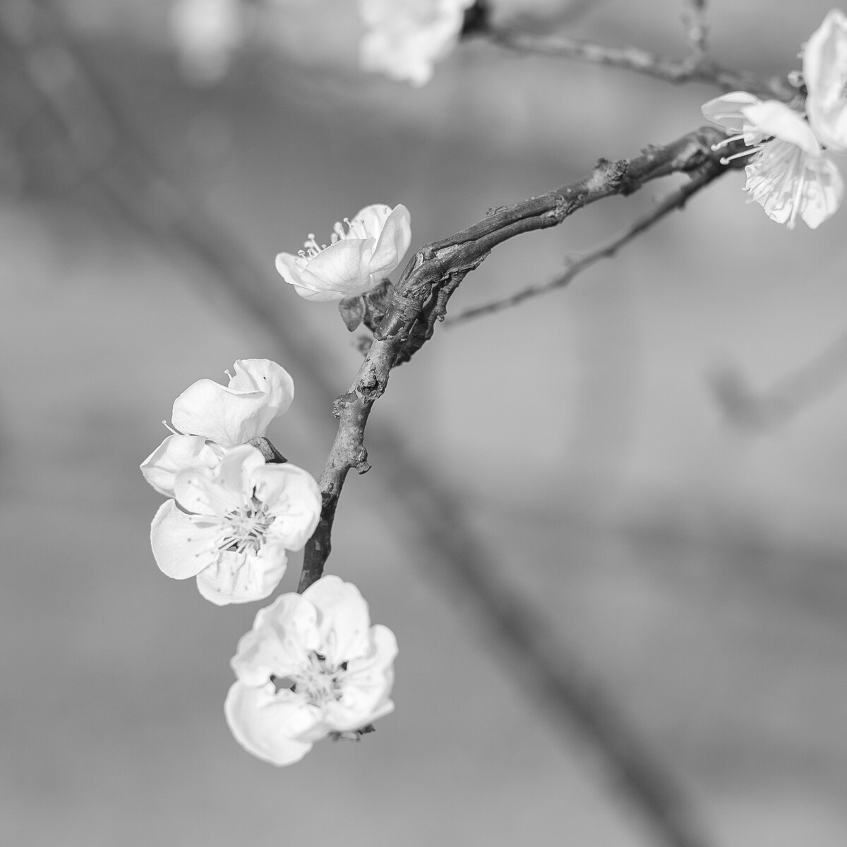 黑白樱花－－（kaysen的情绪摄影馆）