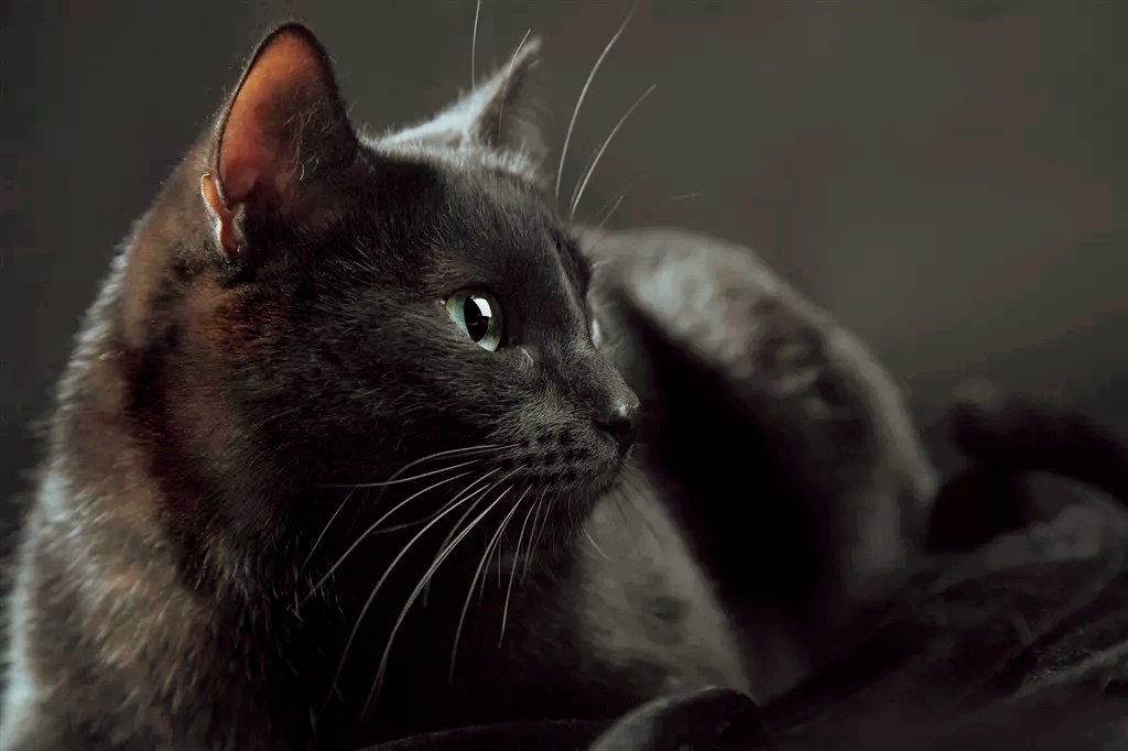 神秘的小黑猫让人着迷