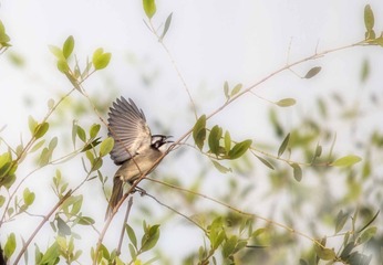 DSC_0381 拷贝