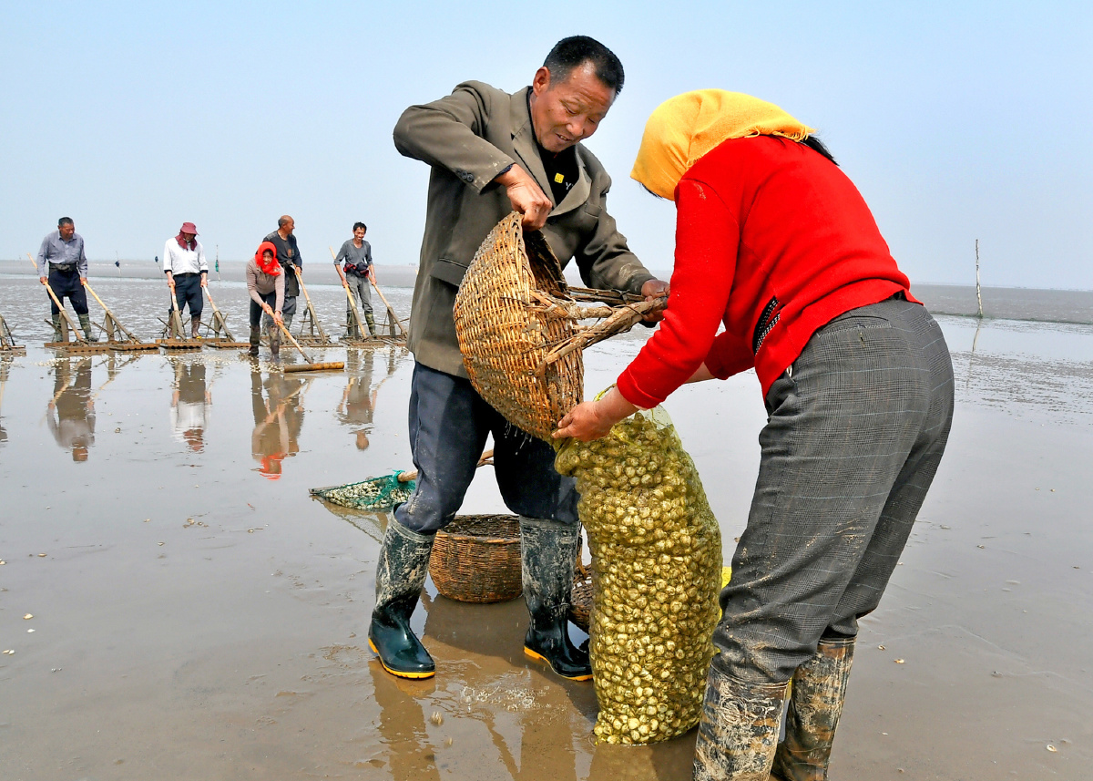 赶海采蛤组照