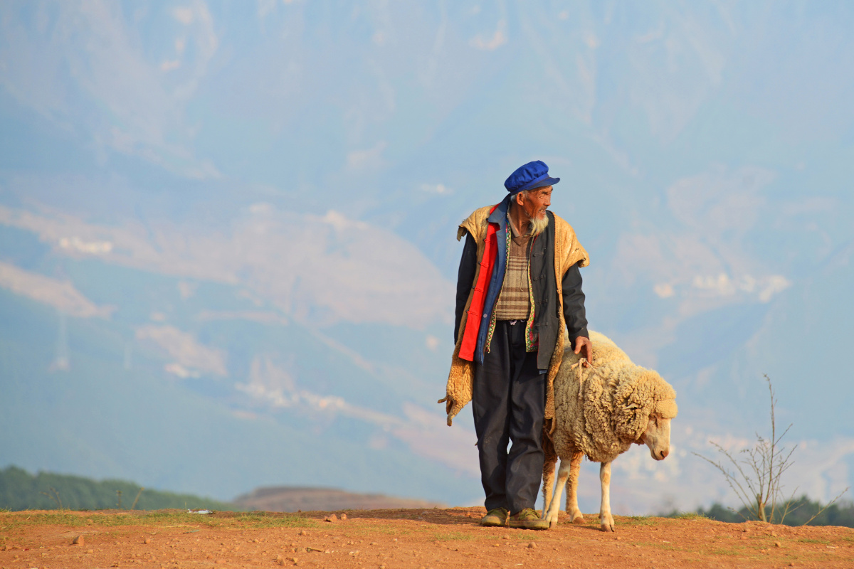 老人与羊