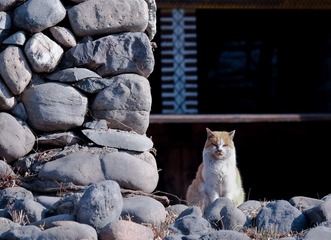 岸边猫