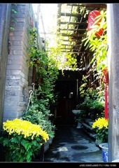菊花深处