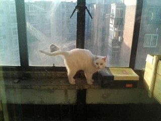 淘气的猫
