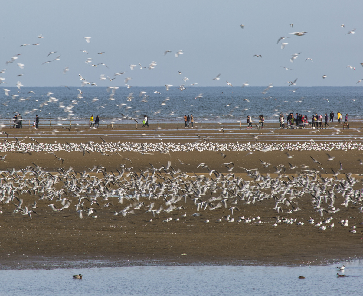 拍摄于河北省秦皇岛市北戴河区鸽子窝湿地轩辕傲风关注