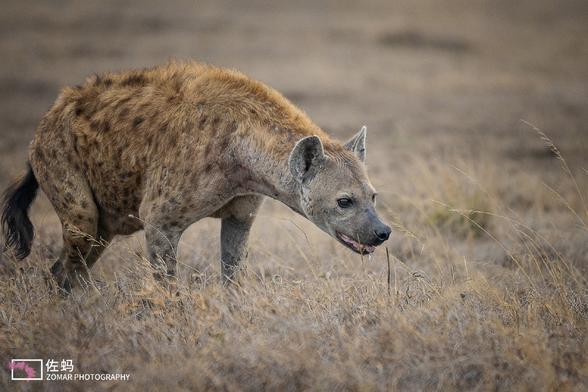 一只非洲鬣狗 - 佐蚂 - 图虫