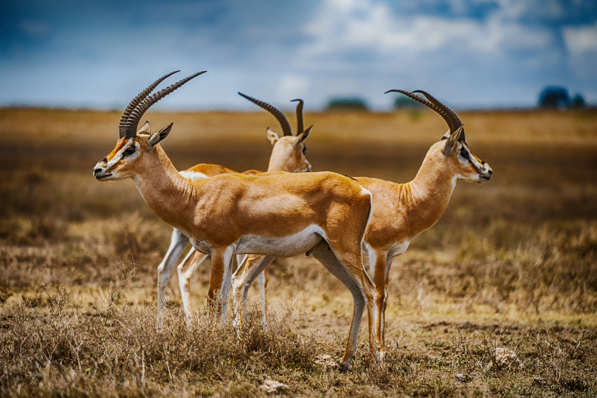 非洲的坦桑尼亚塞伦盖蒂大草原上,羚羊群中的三只葛氏瞪羚组成了一个