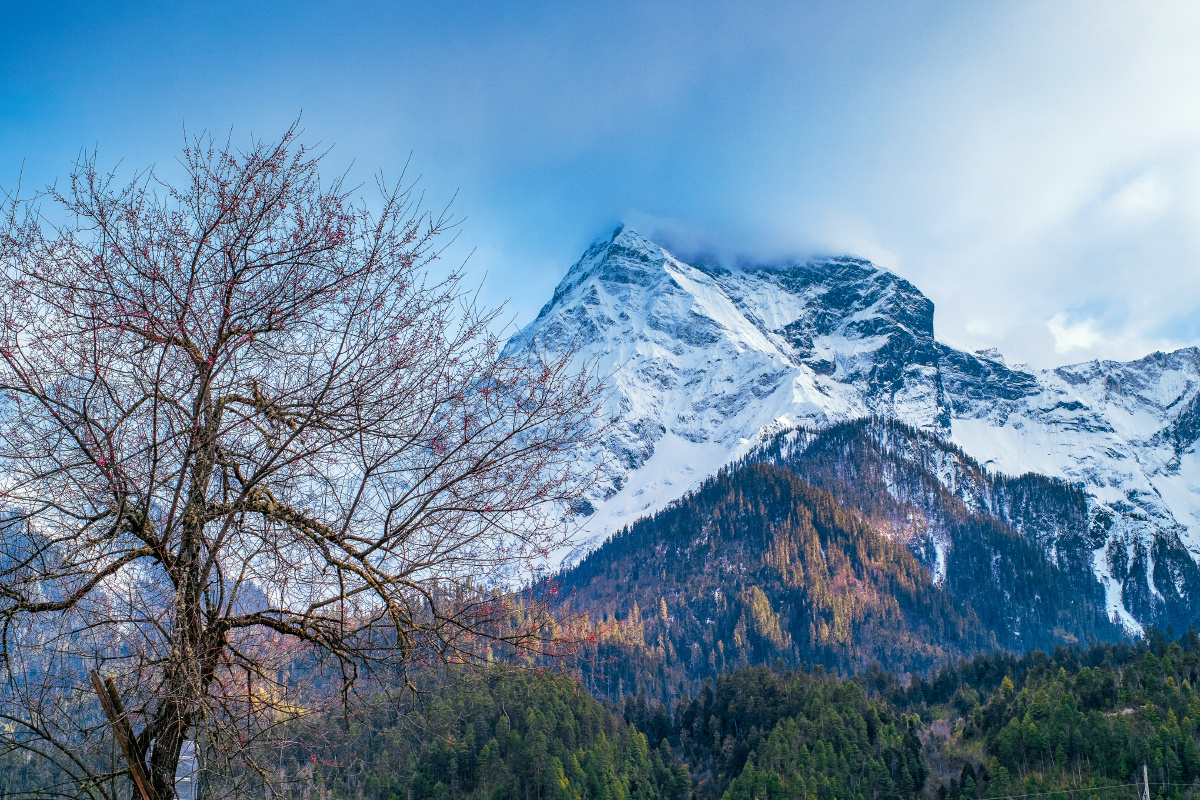 318上遇到的第一幅桃花雪山图,桃花还是花骨朵.是风在吹关注