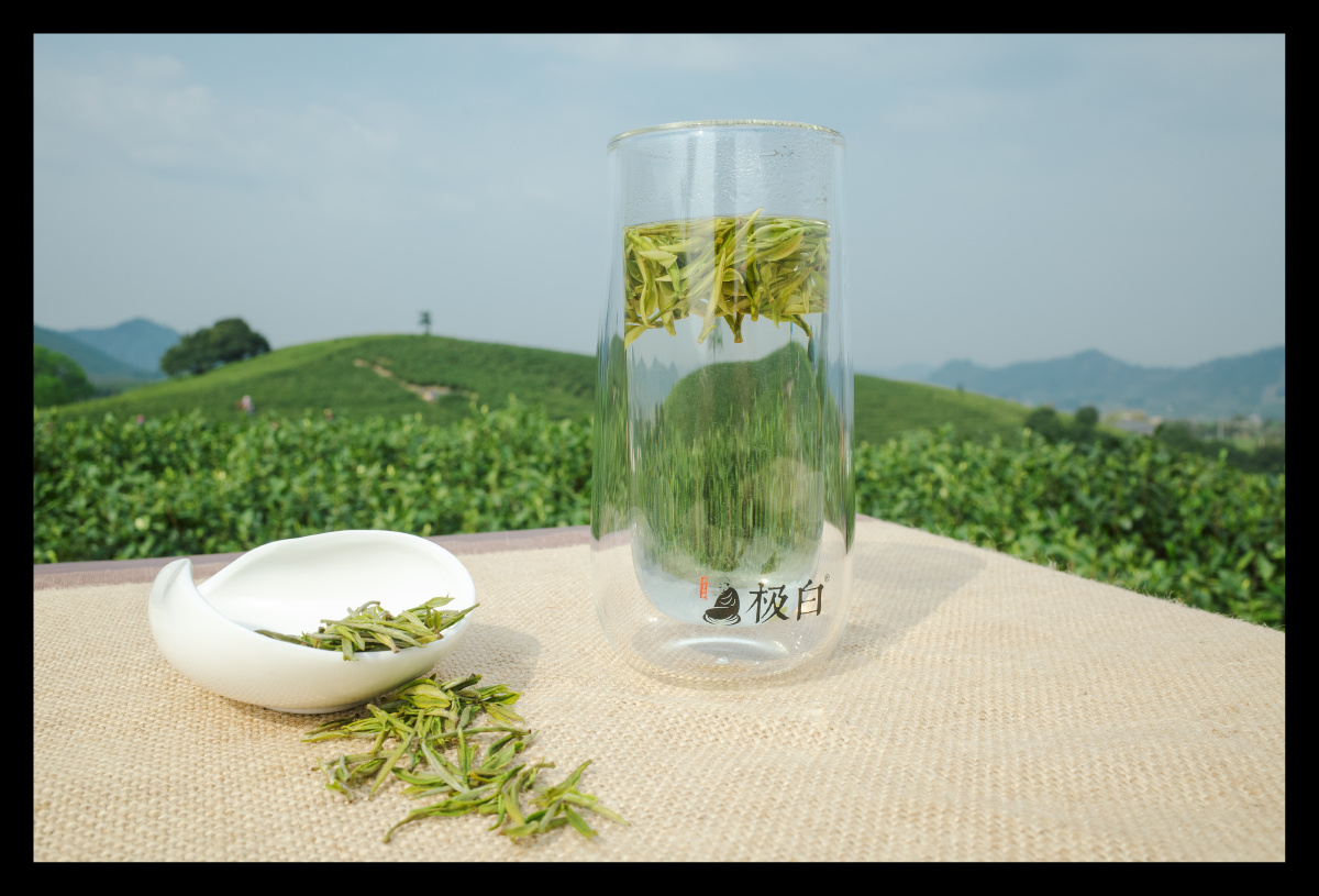 极白安吉白茶