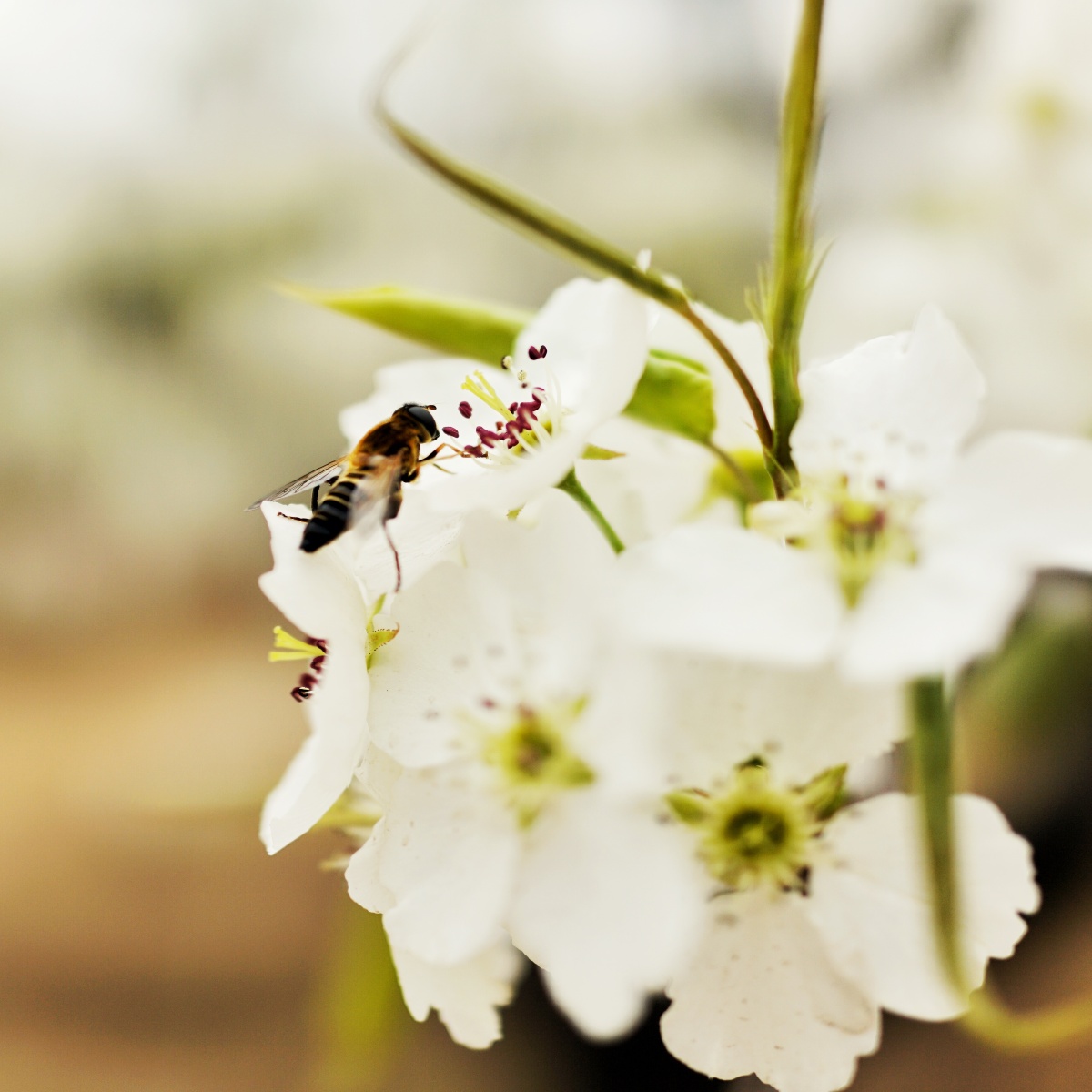 春 - 风光, 索尼, 北京, 自然 - sharry - 图虫摄影网