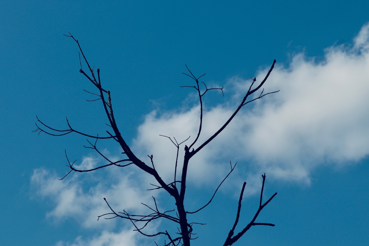 blue sky and withered trees