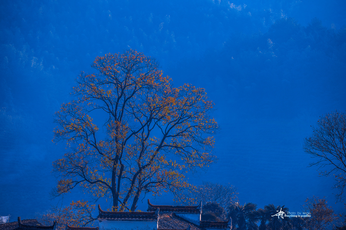 繁花落尽如梦无痕