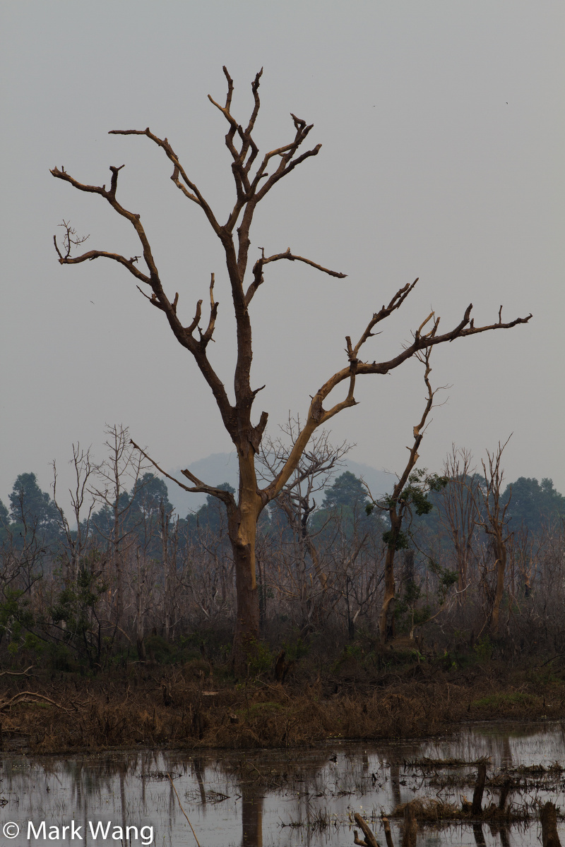 吴哥寺庙中的奇树