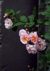 C61ED7EE-3E28-4A92-9142-9BC81FB94ACD/L0/001