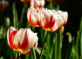 8D9F3DF6-66DC-45CD-B267-14C849989392/L0/001