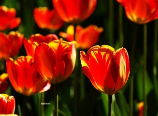 ED6B89FD-2705-4CA1-BCD3-78F87E15B2D4/L0/001