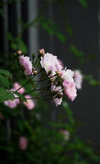 C2089151-0870-4849-8E0D-58CC340FAE8E/L0/001