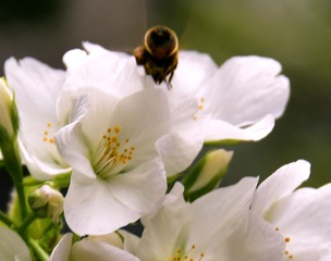 花2