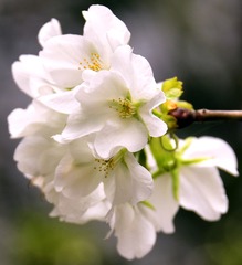 花6