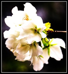 花7