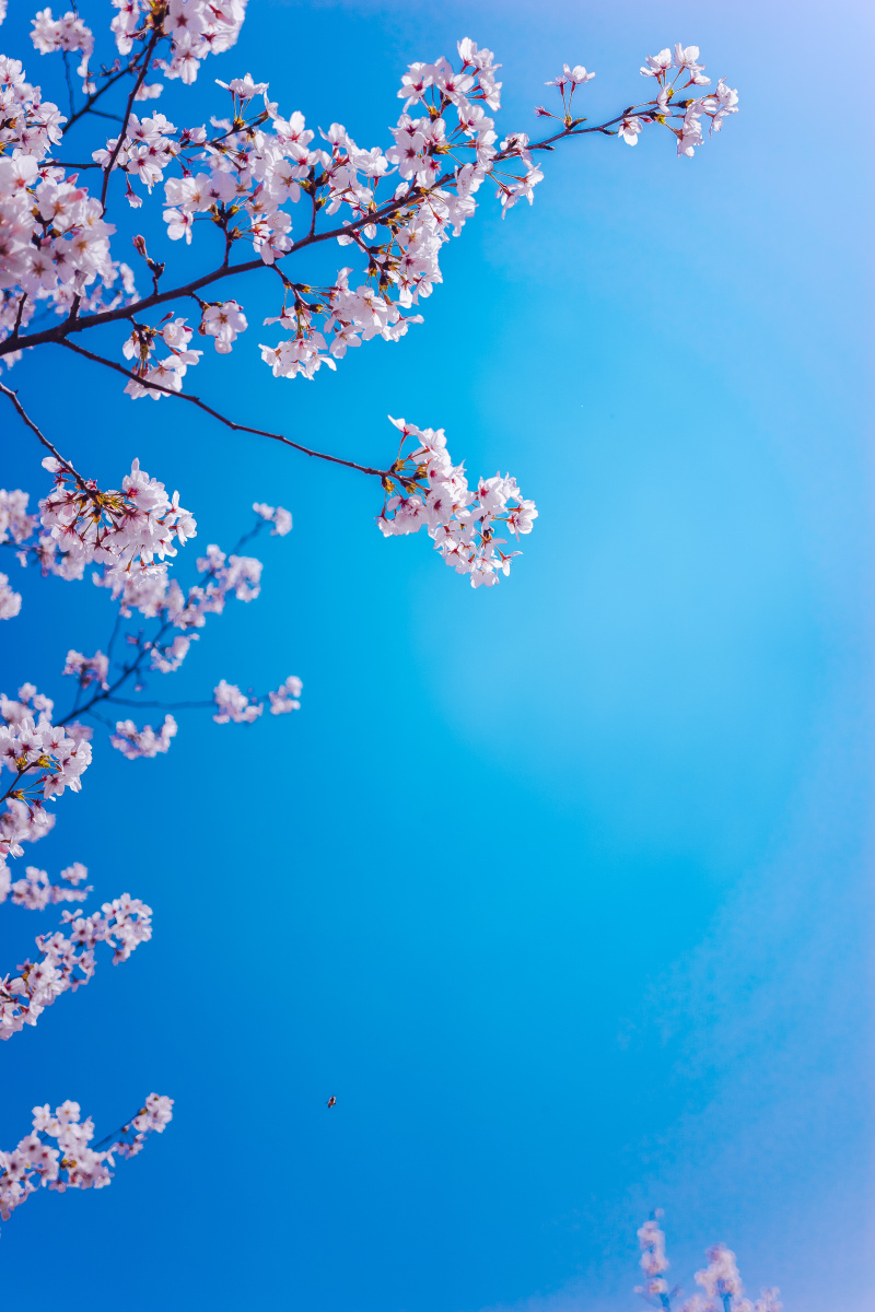 同济大学的樱花与蓝天