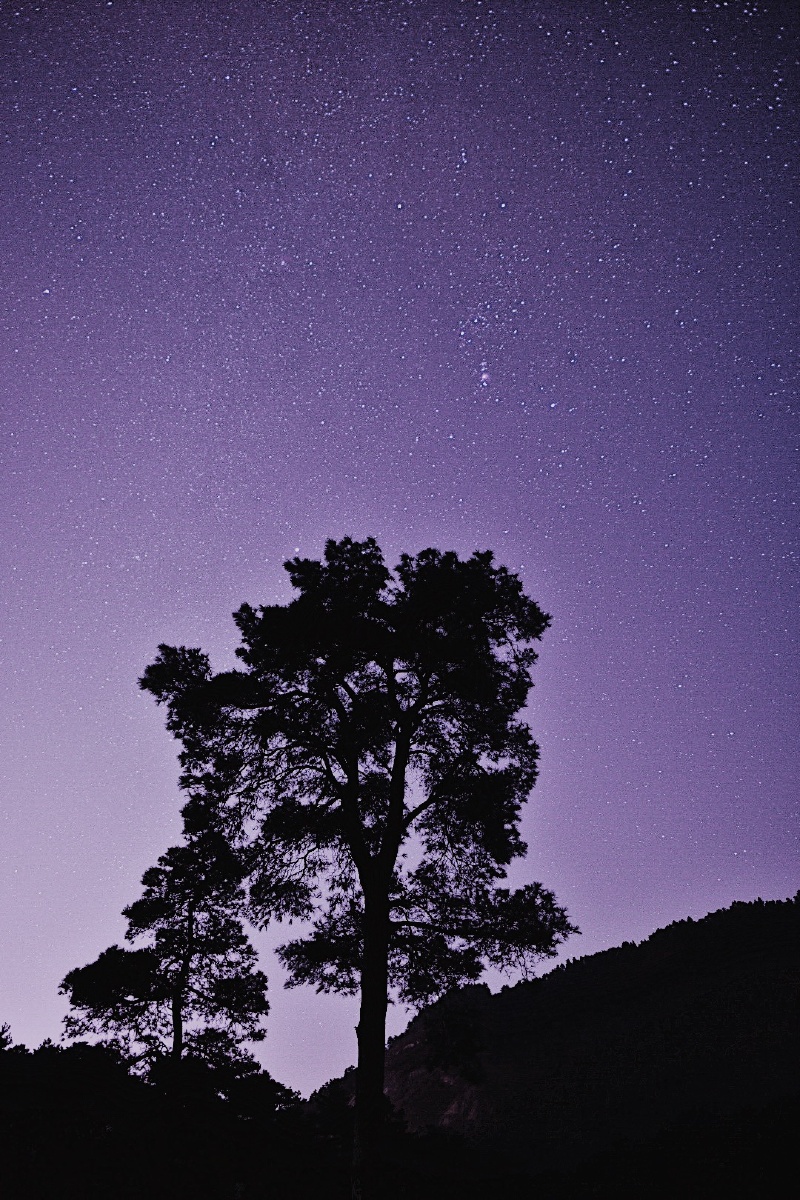 星空与树