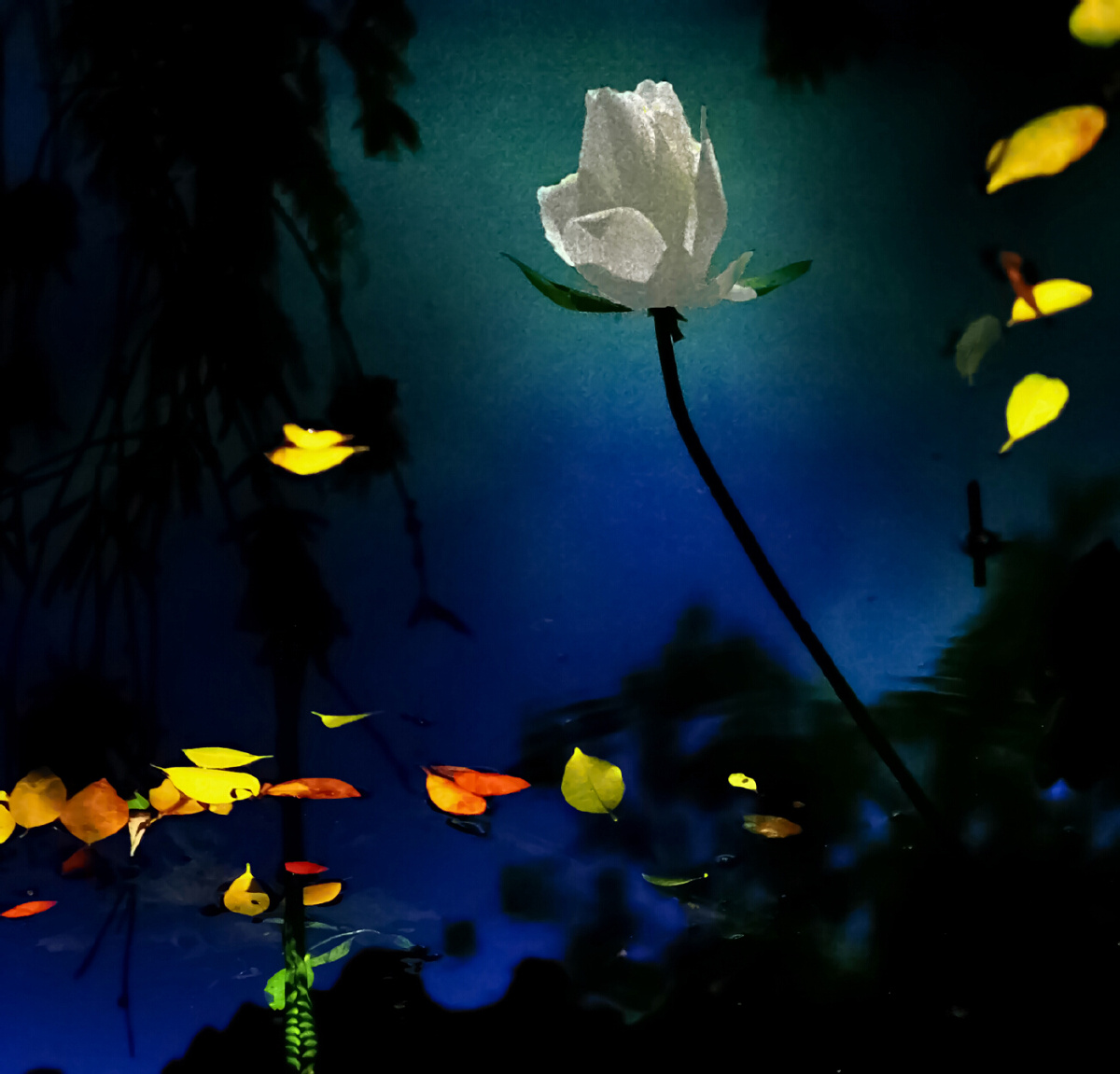 2015年度摄影大赛《水中花》 (1)