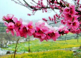 抗雪桃花