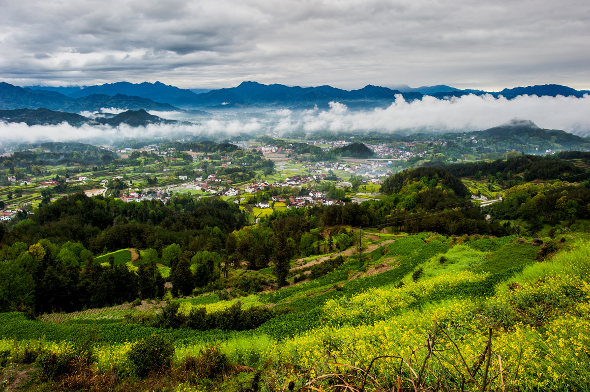 油菜花开(七)远山如黛