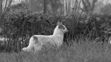DSC_8262film