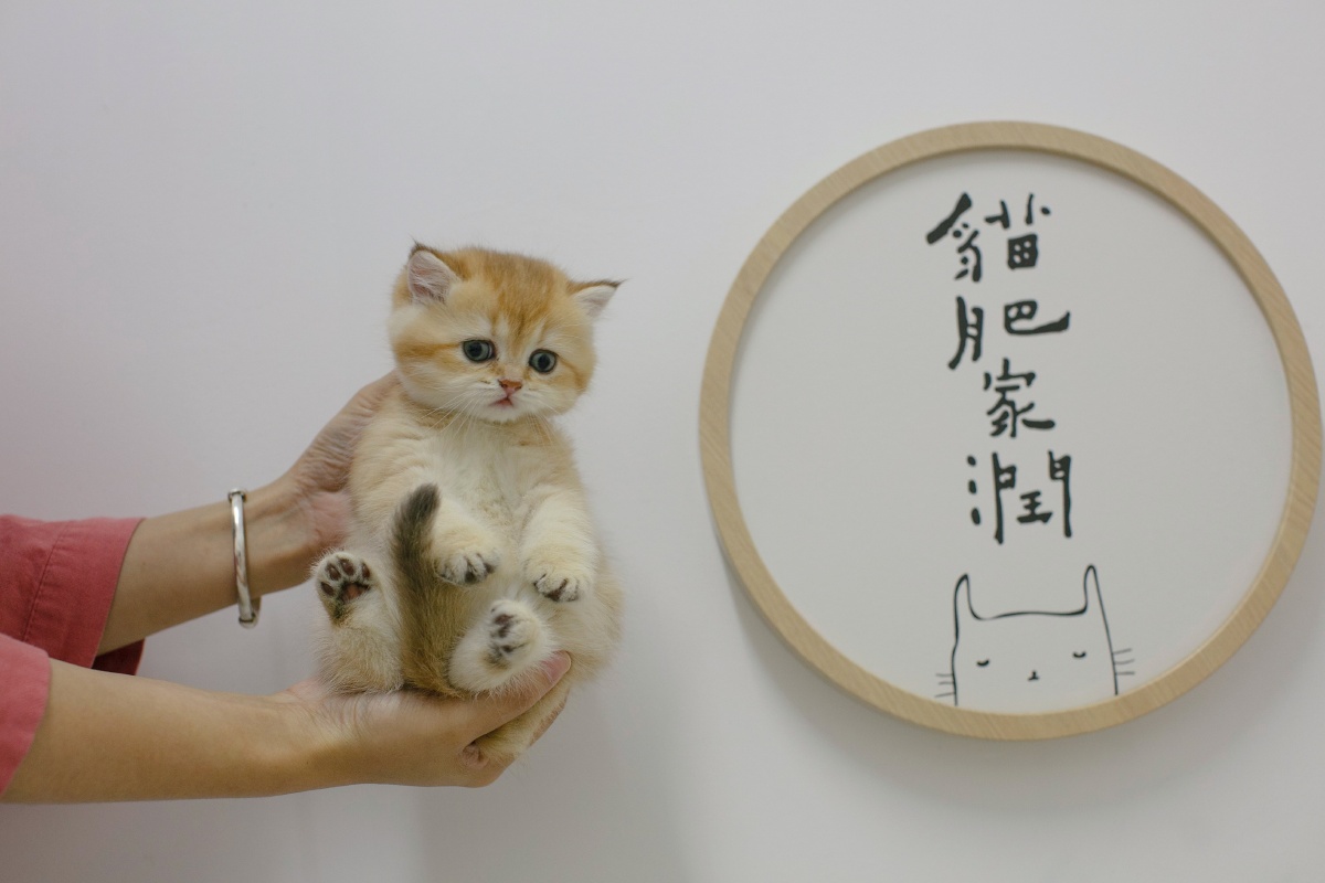 猫肥家润 猫有自己的独特乐感.