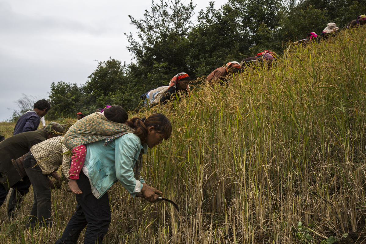 拉祜族的收谷季