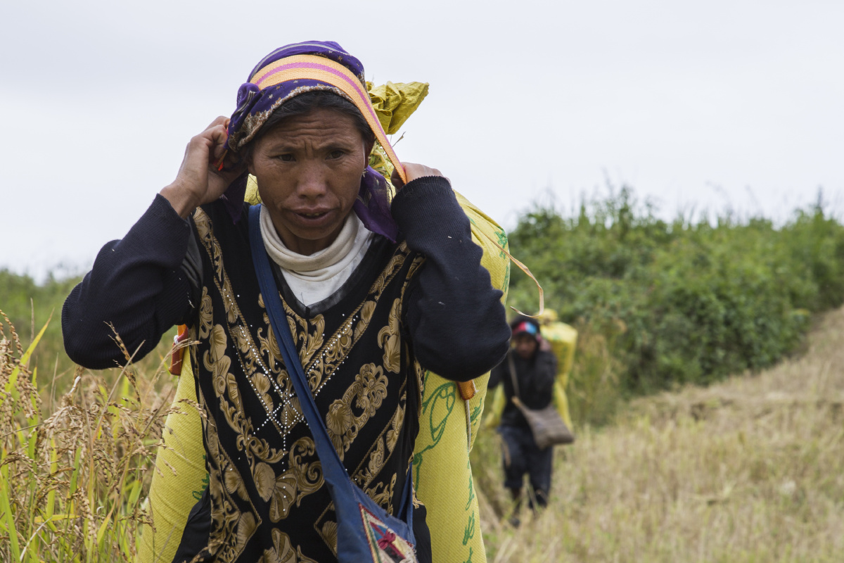 拉祜族的收谷季
