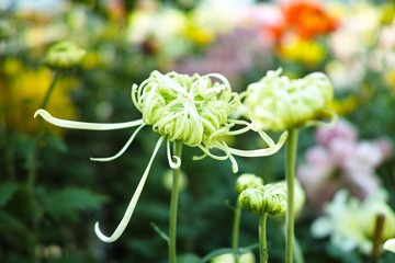 秋菊