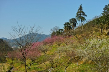 DP2M0780