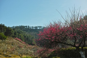 DP2M0736